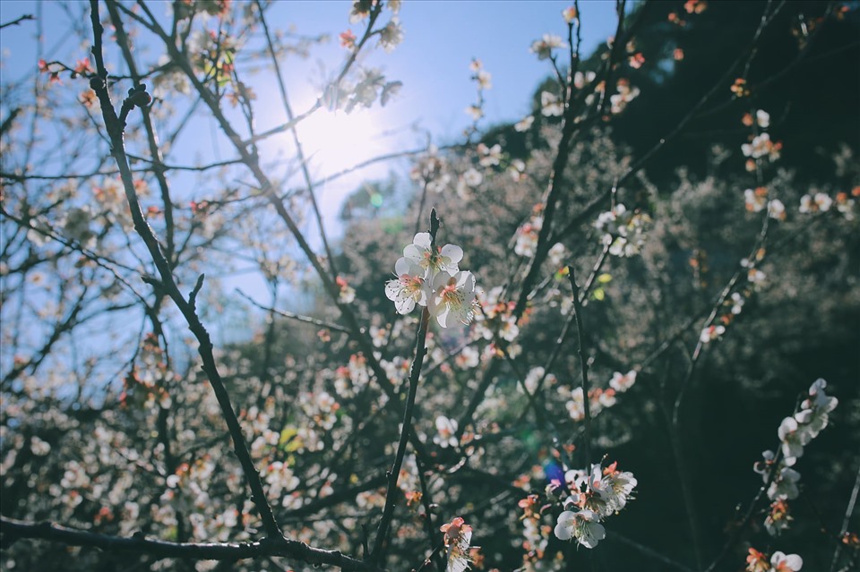 Chính vì vẻ đẹp say lòng ấy mà người dân vốn gọi hoa mơ là mai rừng, nhằm chỉ vẻ tinh tế thuần khiết của loài hoa.