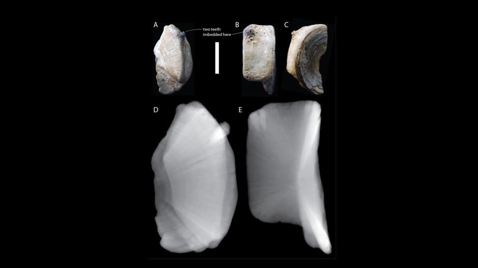 Hình ảnh một đốt sống còn dắt răng được tìm thấy ở Maryland. Ảnh: Perez, V.J. et al. Acta Palaeontological