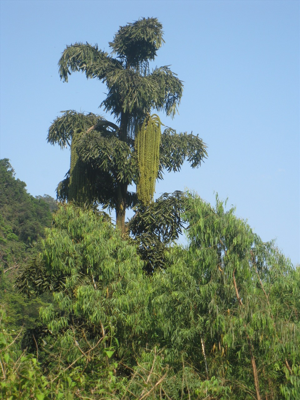 Tà vạk - loài cây đặc hữu ở núi rừng Trường Sơn. Ảnh: Bảo Đàn