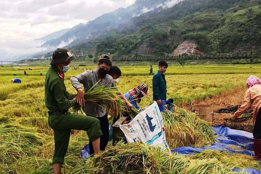 Giá gạo xuất khẩu tăng kích thích giá lúa gạo trong nước tăng có lợi cho nông dân. Ảnh: Nguyễn Anh Tuấn