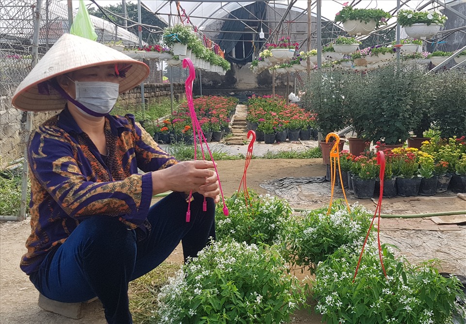 Cả năm lao động vất vã, người trồng hoa ở Ninh Phúc chỉ trông chờ vào vụ hoa Tết. Ảnh: NT