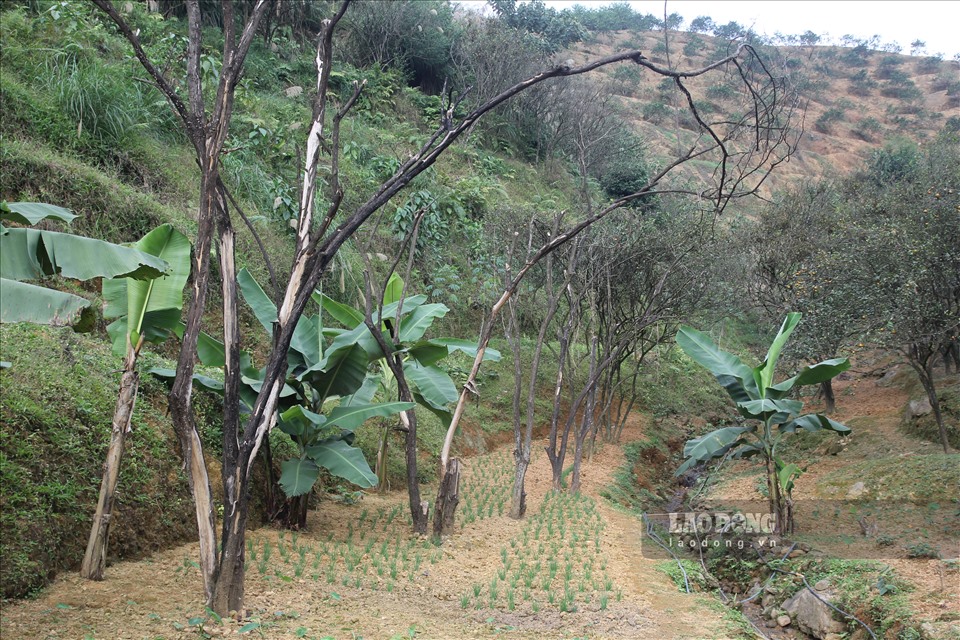 Tuy nhiên, ngày 7.1, qua ghi nhận thực tế của PV trên địa bàn thị trấn nông trường Trần Phú và xã Thượng Bằng La của huyện Văn Chấn trơ trụi những sườn đồi trồng cam, cây chết la liệt.