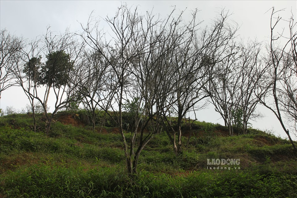 Năm 2016, thực hiện Đề án tái cơ cấu ngành nông nghiệp của tỉnh Yên Bái, huyện Văn Chấn đã chọn cây cam để phát triển. Diện tích cam trồng mới không ngừng tăng lên tới hàng ngàn ha và mỗi năm hàng ngàn tấn cam được bán ra thị trường.