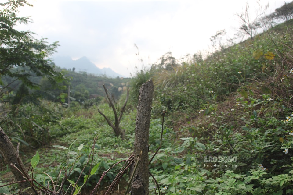 Ngược thị trấn nông trường Trần Phú, PV có mặt tại thôn Thắm, xã Thượng Bằng La, những khung cảnh hoang tàn của các đồi cam cung không khá khẩm hơn, hàng trăm ha trồng cam cũng bị bệnh rồi chết trắng.