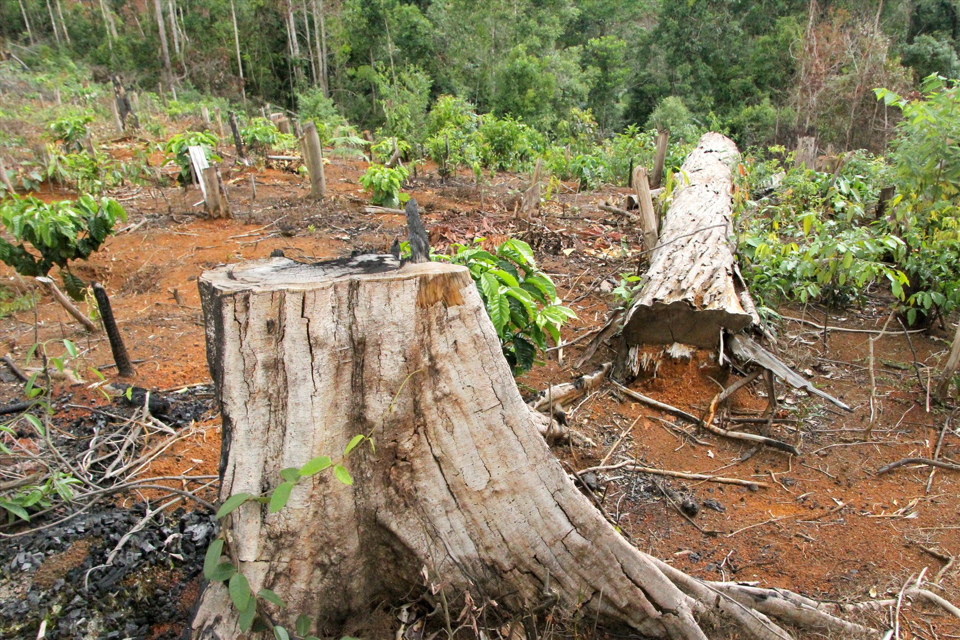 Nguy cơ mất rừng vẫn đang hiện hữu nhưng nguồn nhân lực giữ rừng ở tỉnh Đắk Nông đang ngày càng mỏng hơn. Ảnh: Phan Tuấn