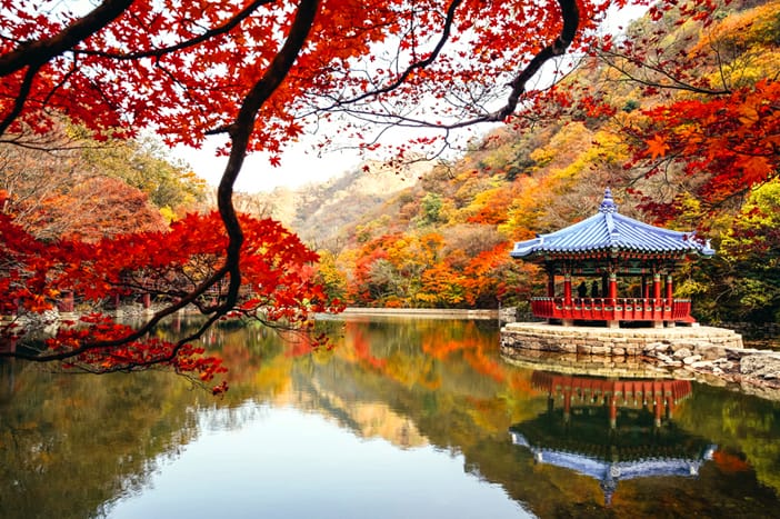 Đình Uhwajeong tại vườn quốc gia Naejangsan mùa lá đỏ Ảnh: Tổng cục du lịch Hàn Quốc tại Việt Nam