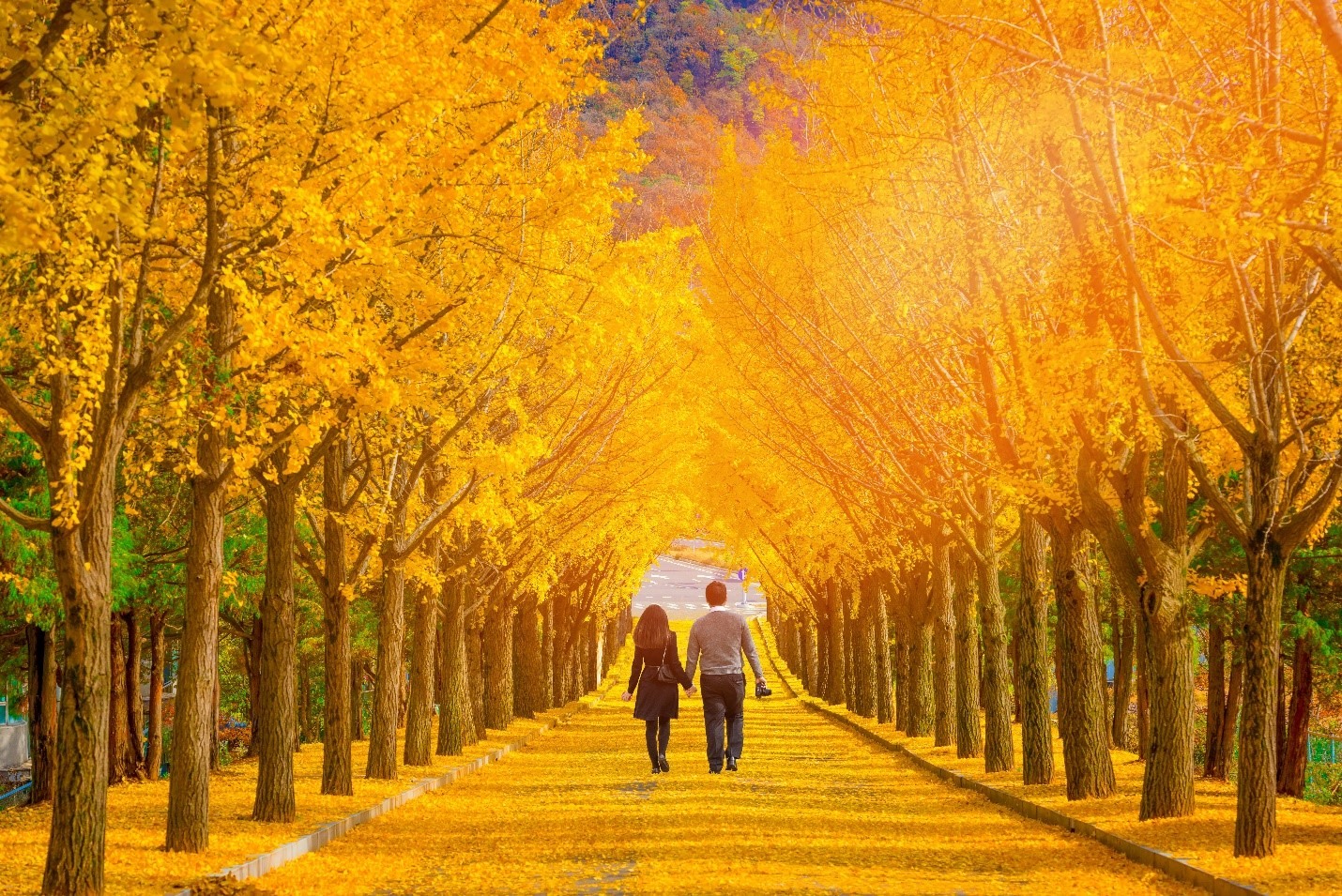Mùa thu lá vàng ở Hàn Quốc.