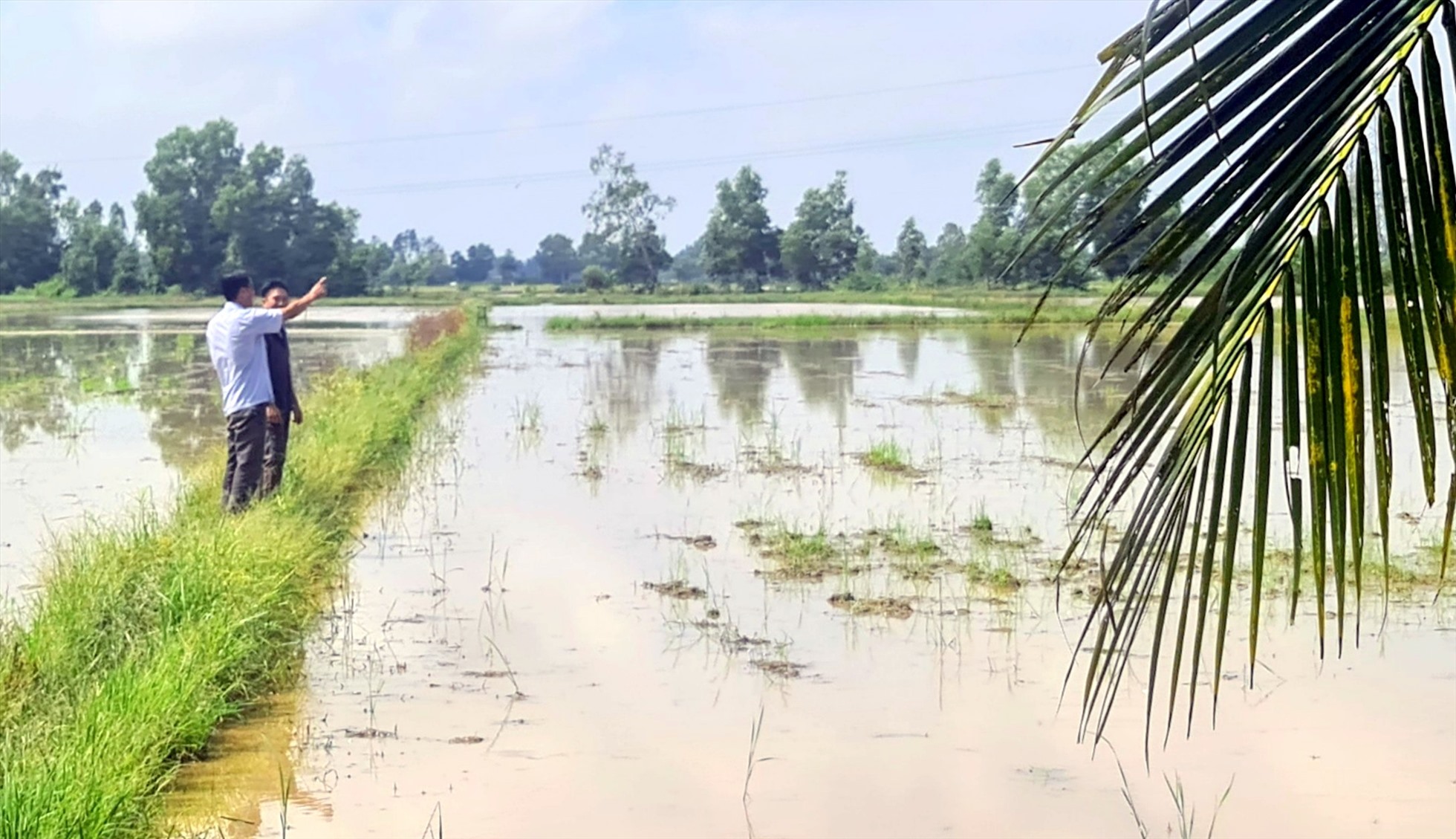 Nông dân huyện Vĩnh Lợi ngưng xuống giống vụ thu đông do giá vật tư quá cao. Ảnh: Minh Châu