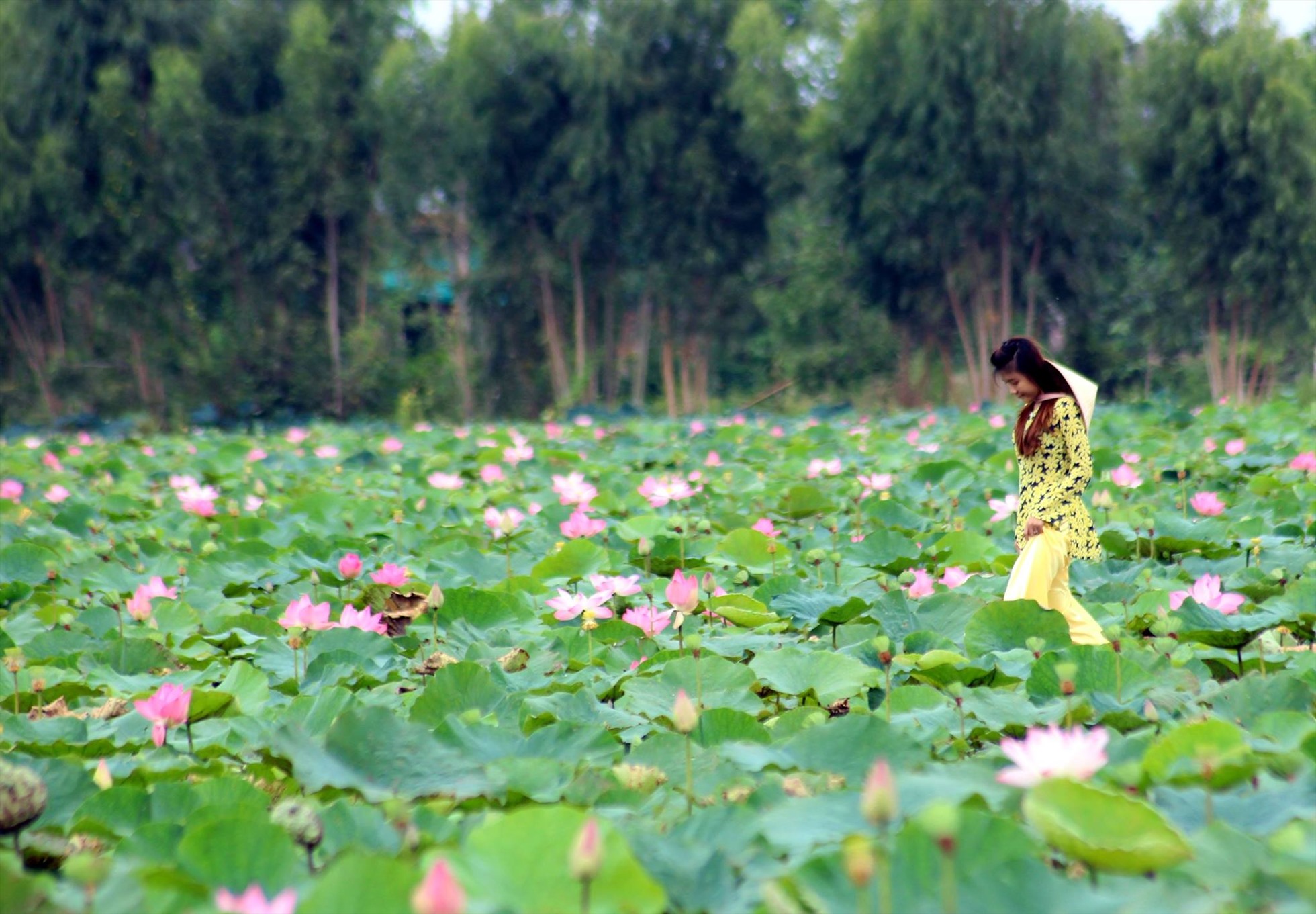 Đồng sen Tháp Mười. Ảnh: Thám hiểm Mekong