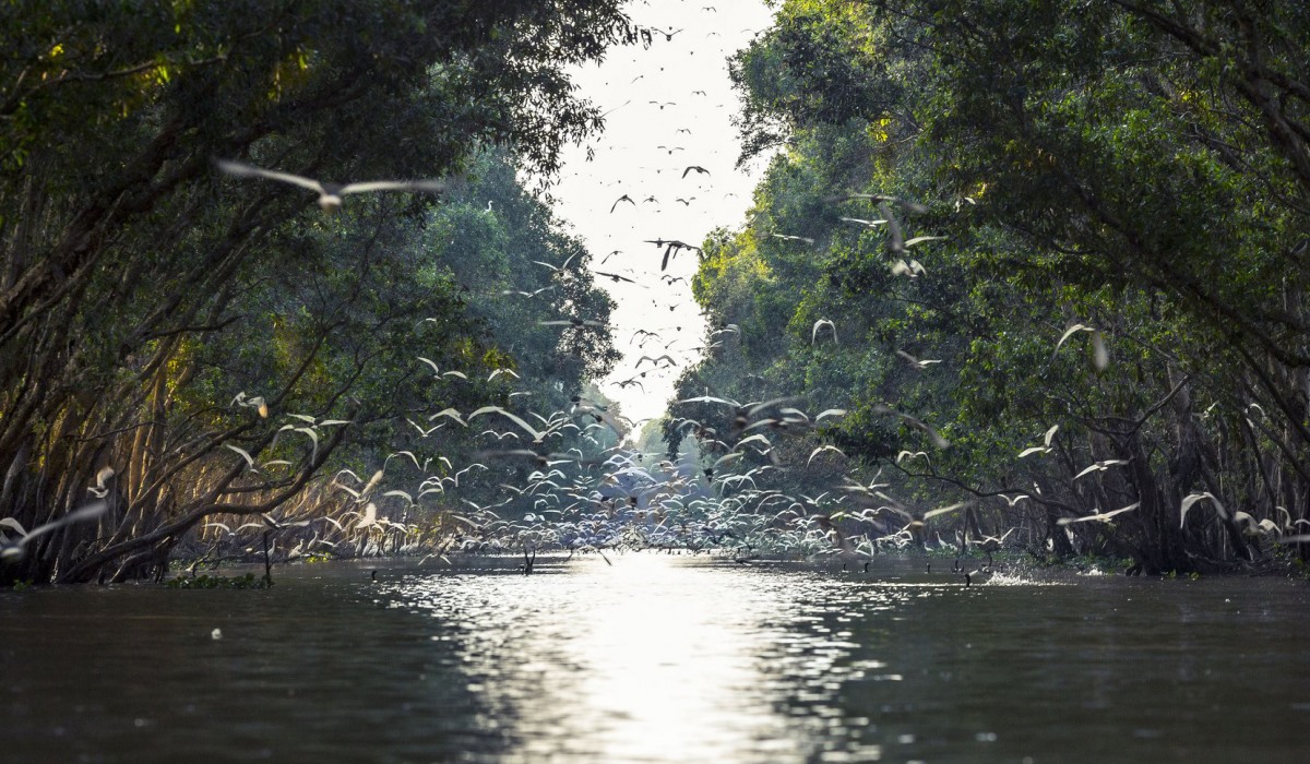 Vườn quốc gia Tràm Chim. Ảnh: Thám hiểm Mekong