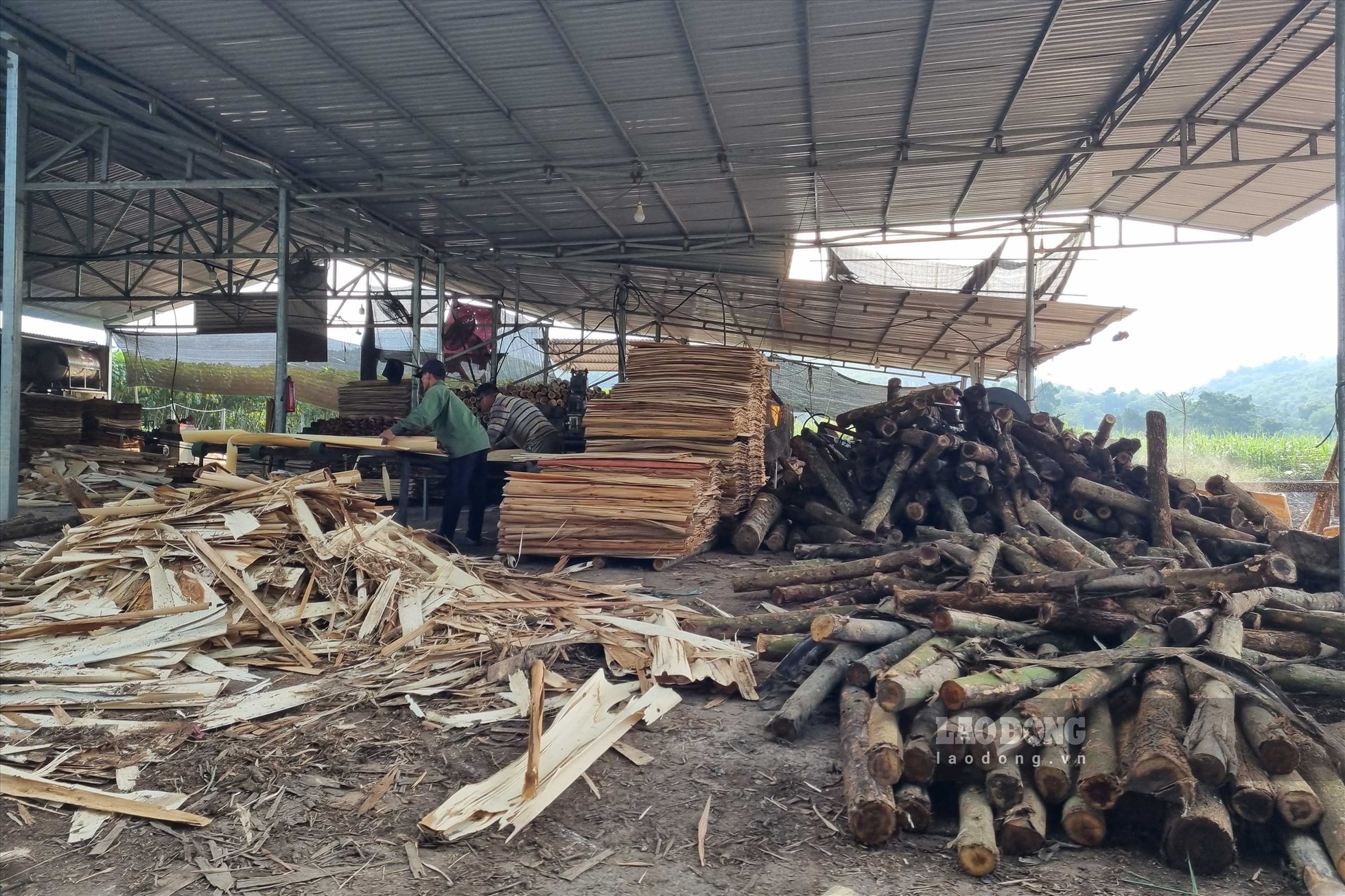 Có rất nhiều công nhân đang làm việc tại xưởng chế biến gỗ keo thuộc địa bàn xã Phong Phú.
