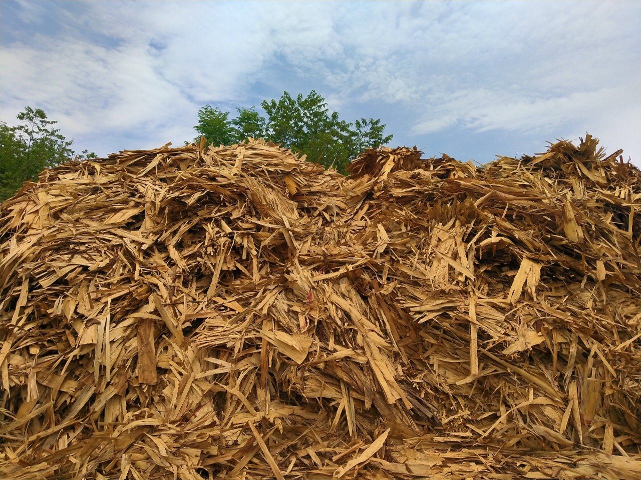 Nguồn nguyên liệu để sản xuất viên nén gỗ xuất khẩu rất dồi dào. Ảnh: Cao Cẩm