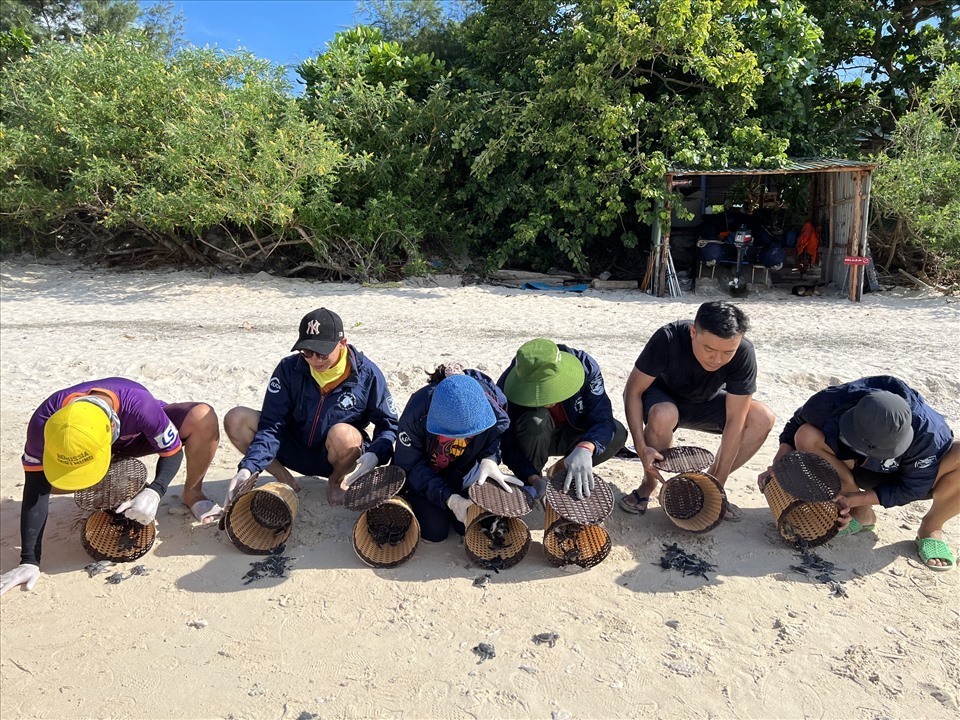 Mùa rùa biển sinh sản ở Côn Đảo kéo dài từ tháng 4 đến tháng 9. Ảnh: Hoàng Phước