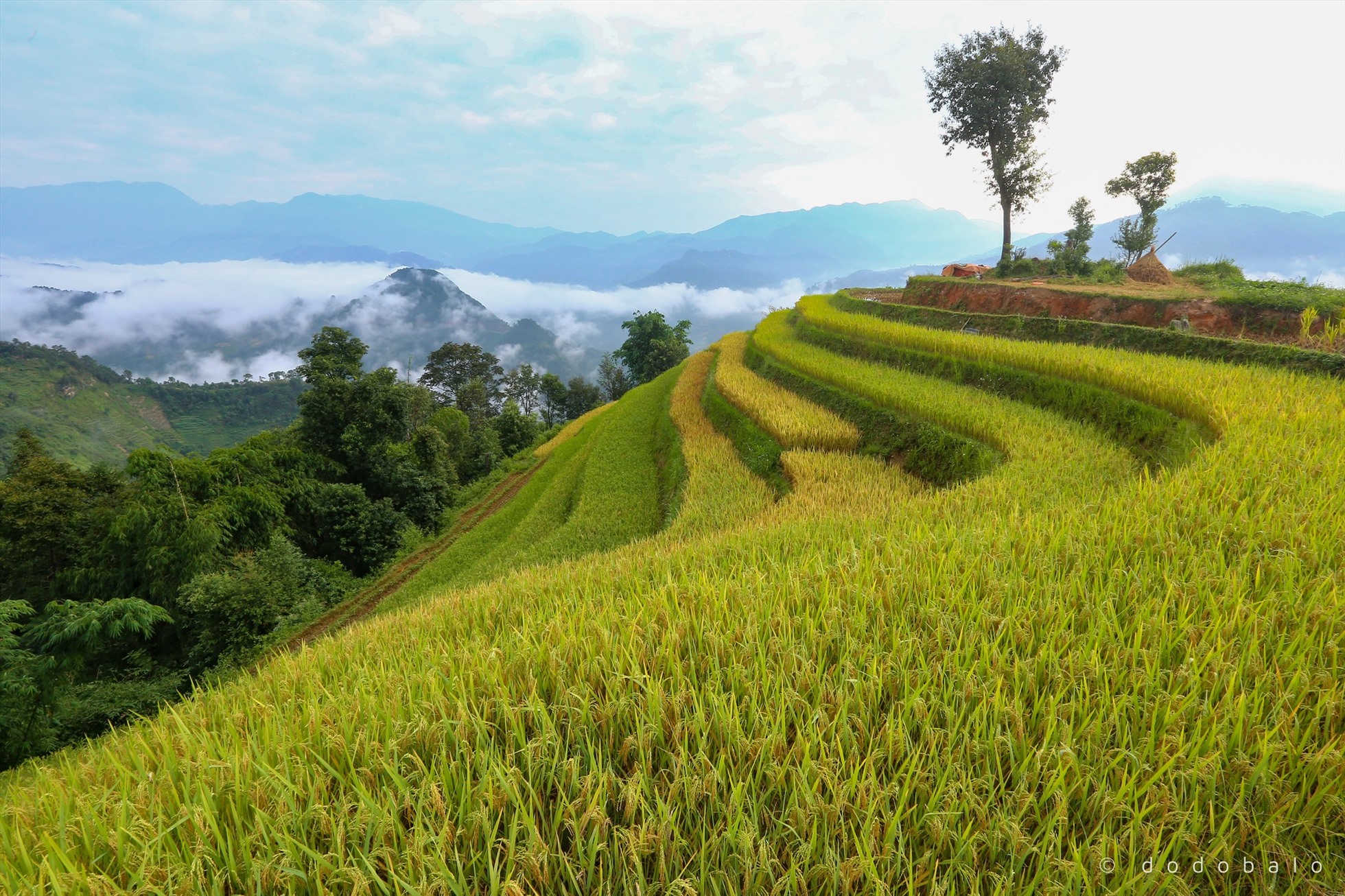 Bản Phùng Hà Giang là một trong những bản làng đẹp như tranh ở miền đất cao nguyên đá, đặc biệt là vào mùa thu khi ruộng bậc thang chín vàng óng ả. Ảnh: Đô Đô