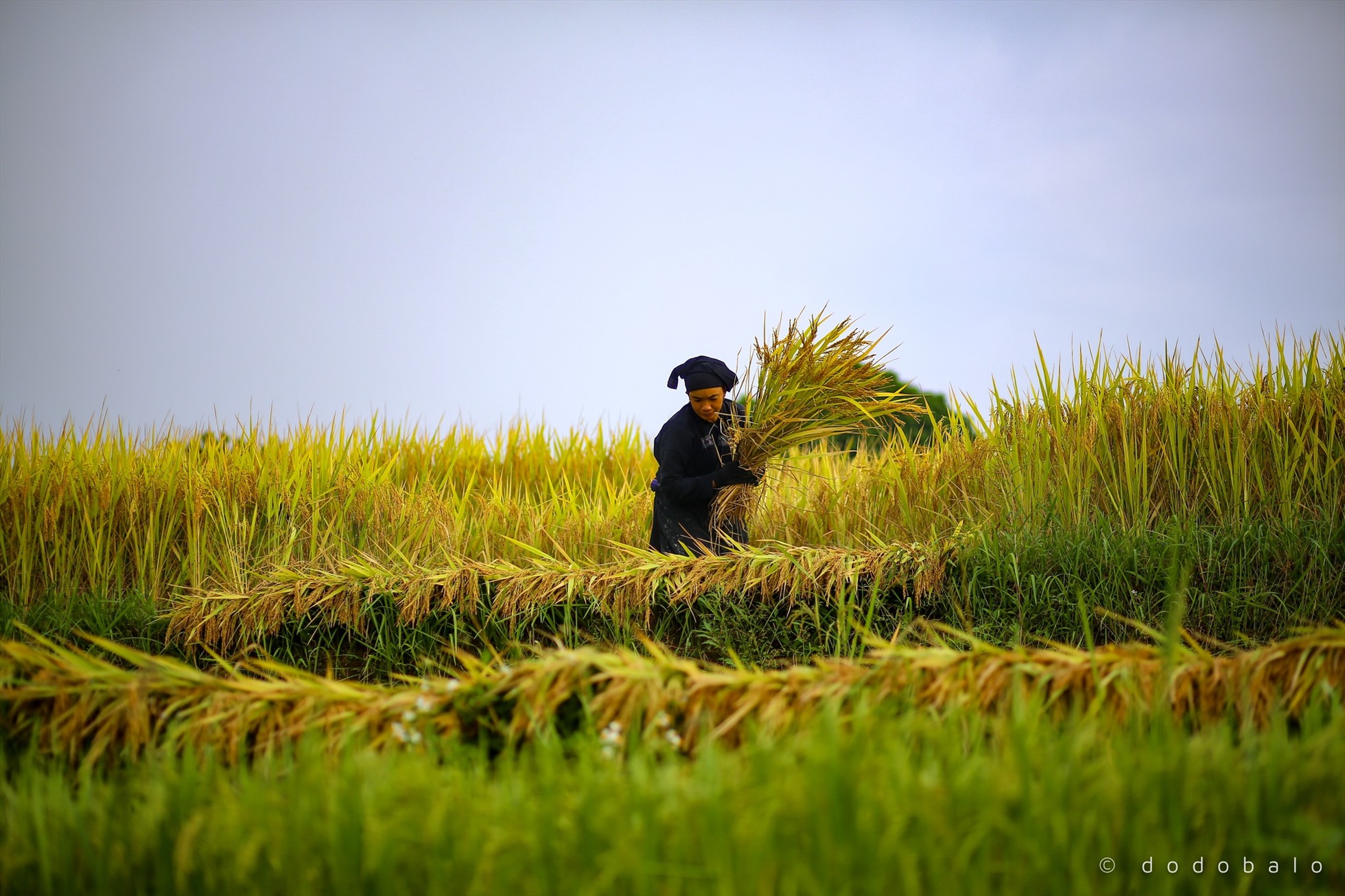 Cũng như nhiều dân tộc thiểu số khác, người La Chí trồng ruộng bậc thang, giữ gìn các nét văn hóa truyền thống tốt đẹp thông qua các hoạt động sống và sinh hoạt hàng ngày. Ảnh: Đô Đô