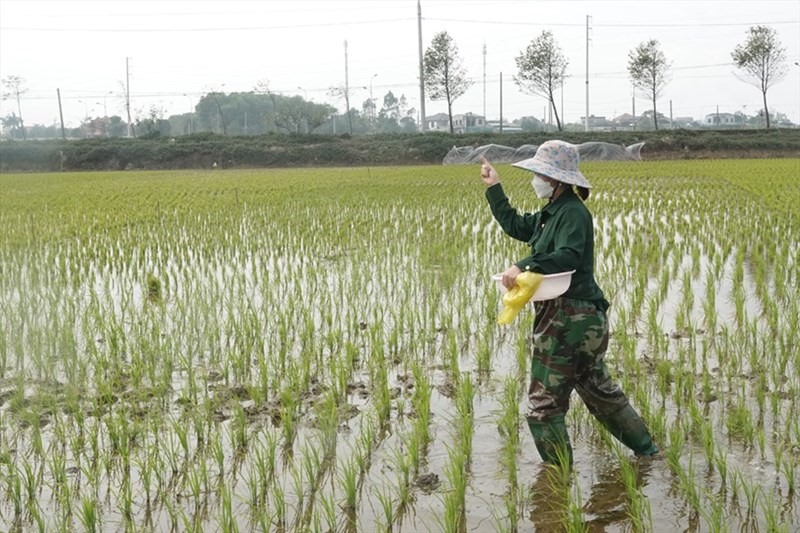 Giáo viên phải làm thêm đủ nghề vì lương thấp. Ảnh: LĐO