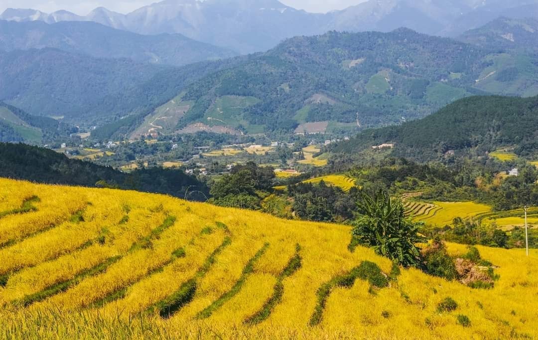 Mùa vàng ở Bình Liêu, Quảng Ninh. Ảnh: Thanh Huyền