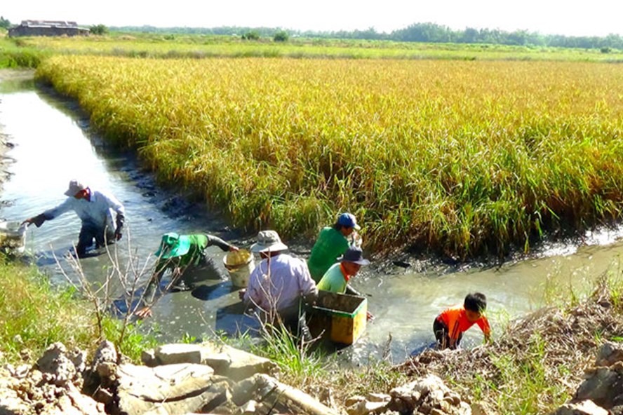 Thu hoạch tôm càng xanh trên đất lúa tôm tại tỉnh Bạc Liêu. Ảnh: Nhật Hồ