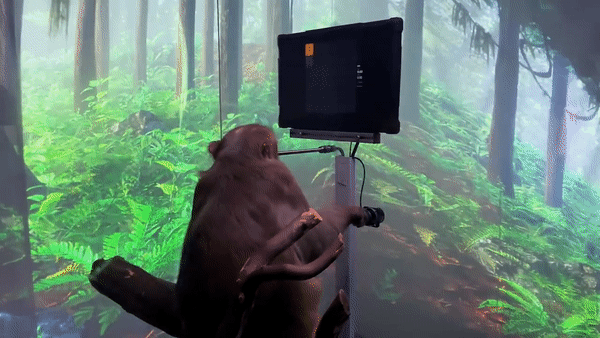 Hình ảnh thử nghiệm của con khỉ sử dụng chip cấy não của Neuralink. Ảnh: Neuralink