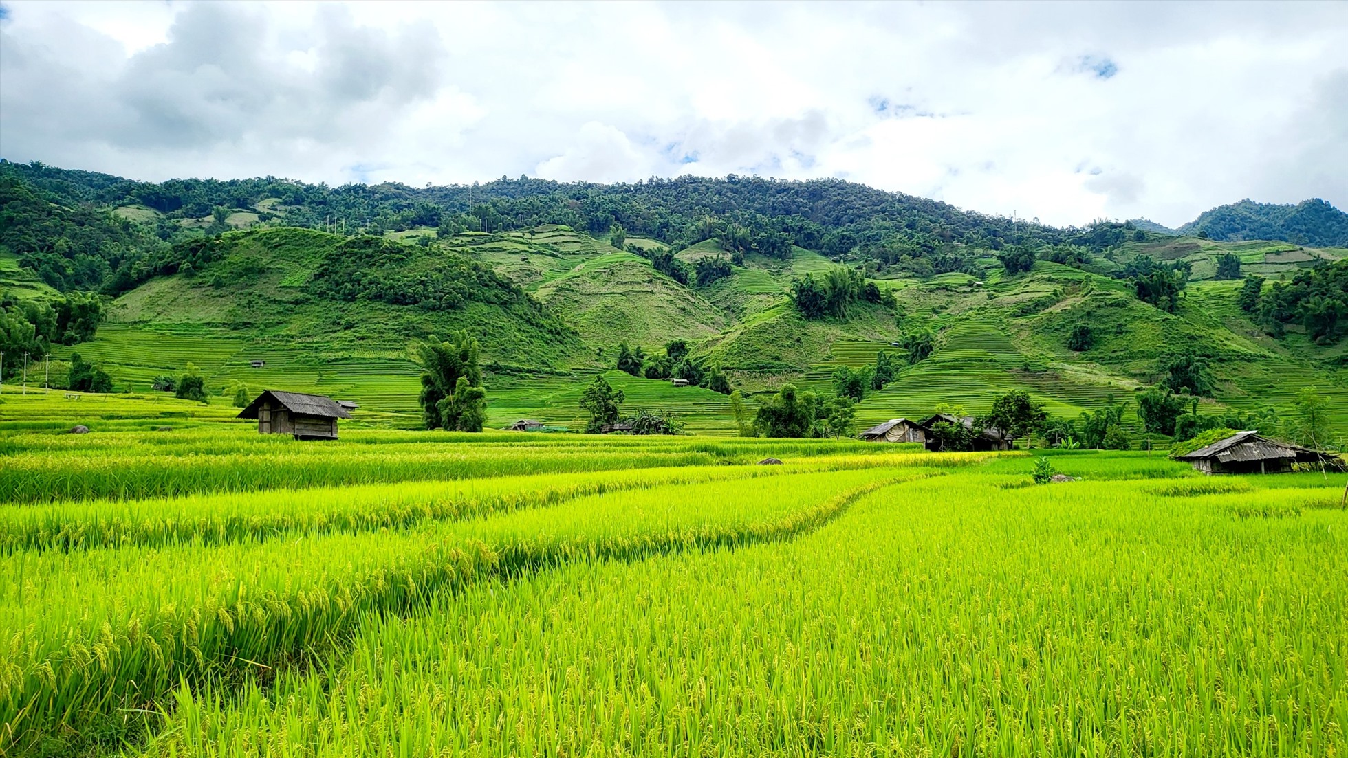 Thời điểm tháng 9, tháng 10 cũng là lúc trên khắp các triền núi, thửa ruộng bậc thang của vùng đất Mù Cang Chải nói chung và xã Nậm có nói riêng bắt đầu khoác lên mình tấm áo vàng óng của mùa lúa chín.