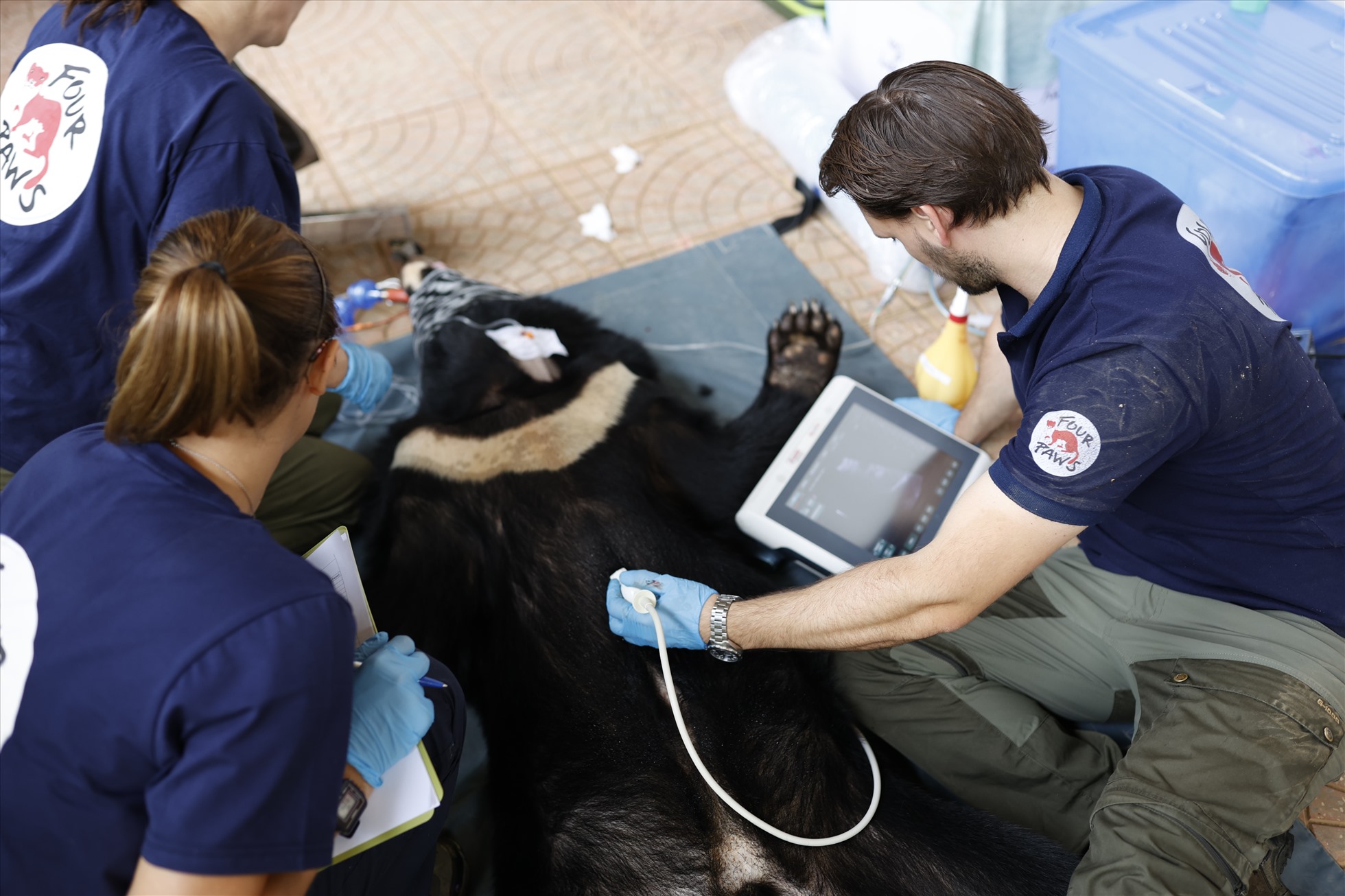 Các bác sĩ thú y của Four Paw kiểm tra tình trạng sức khỏe của cá thể gấu ngựa.