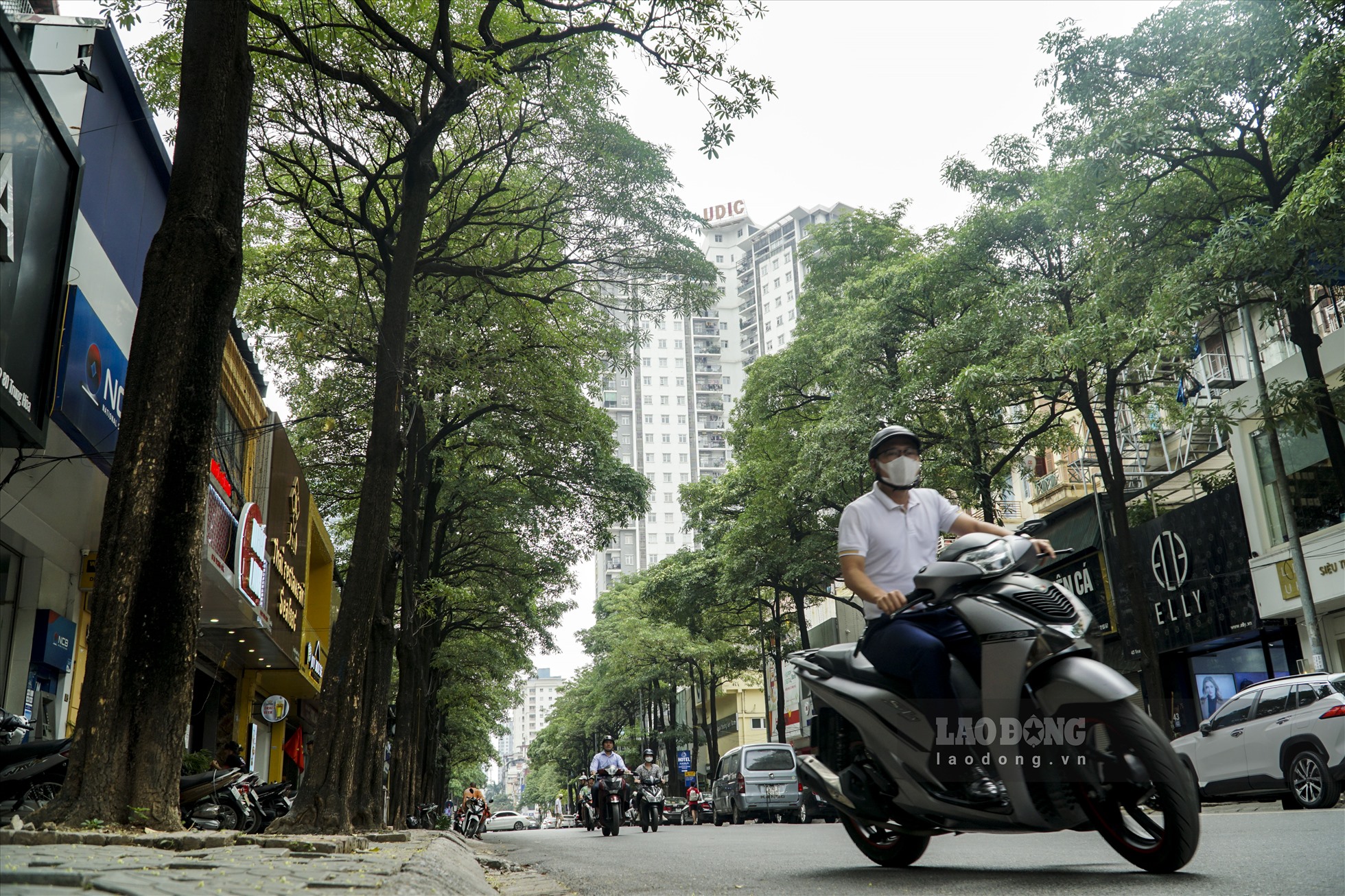 Theo ghi nhận của Lao Động, trên phố Trung Hòa (Cầu Giấy), con phố có chiều dài khoảng 650m nhưng được trồng cây xanh chủ yếu là hoa sữa.