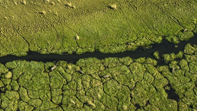 Voi thong dong đi lại bên dòng suối xanh mát ở Đồng bằng Okavango, Bostwana