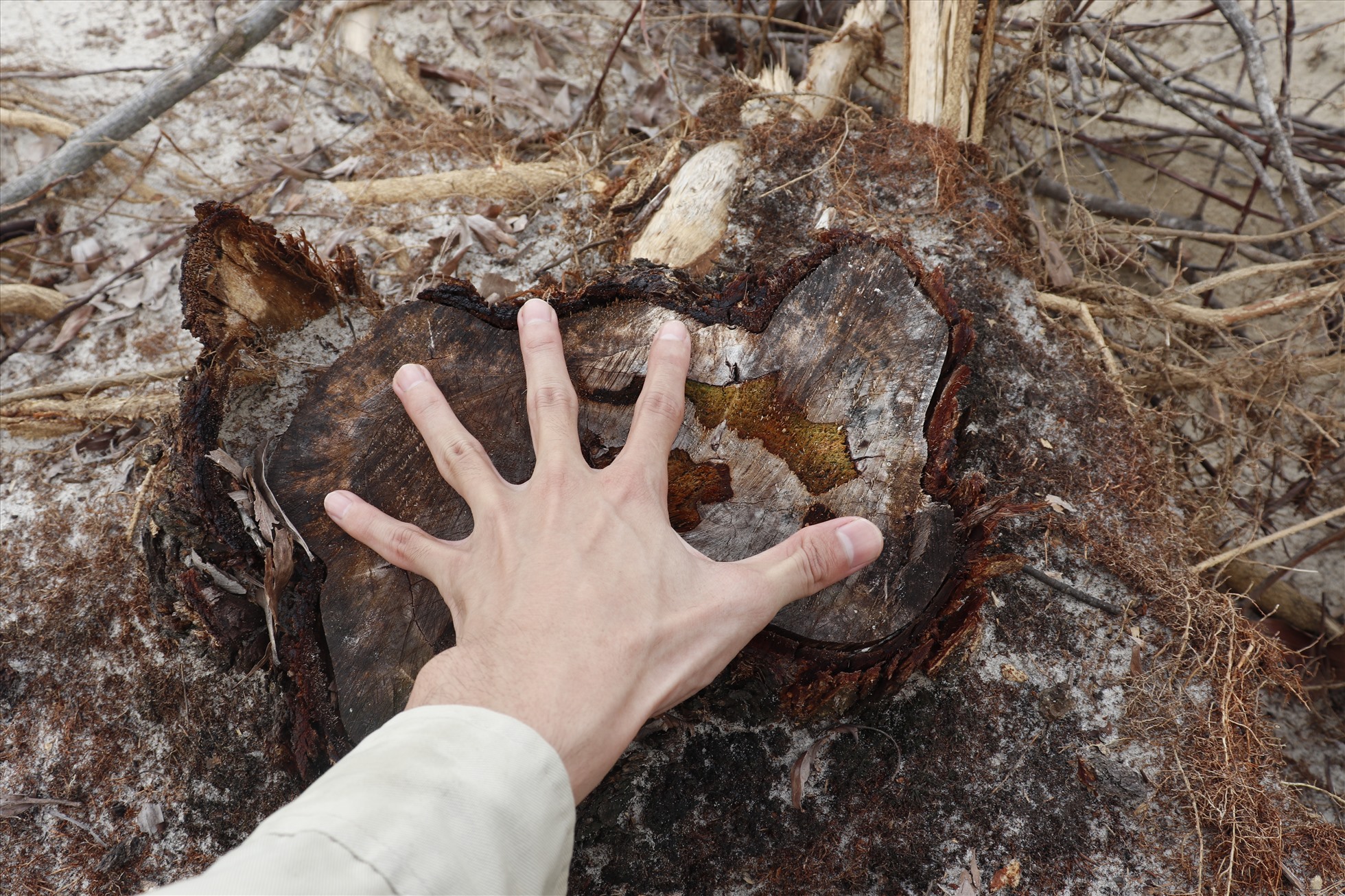 Rất nhiều cây keo lá tràm, phi lao có tuổi đời lên đến hàng chục năm tuổi bị đốn hạ để lấy gỗ.