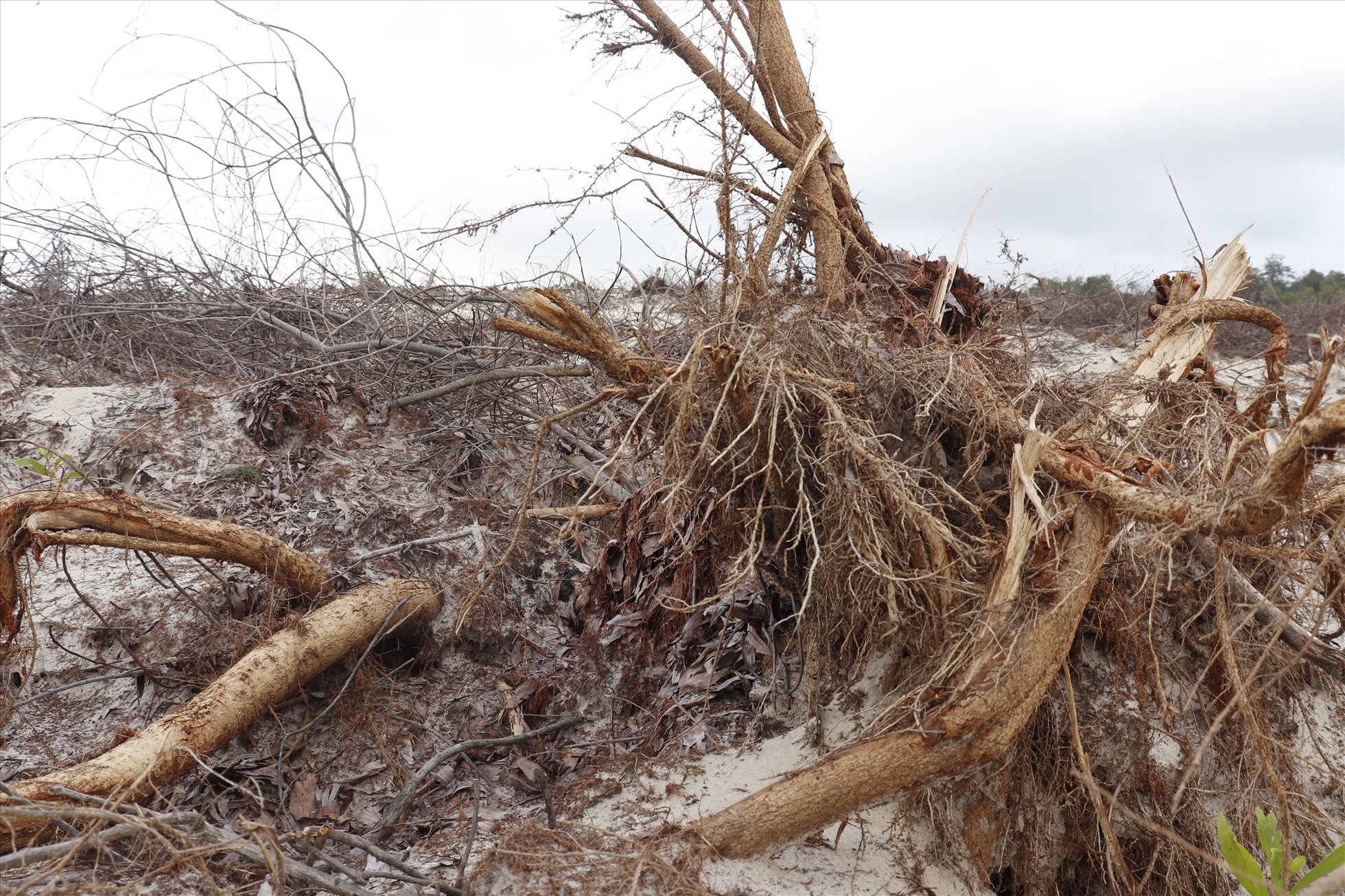 Hiện trường tan hoang sau khi một diện tích lớn rừng trên cát bị triệt phá.
