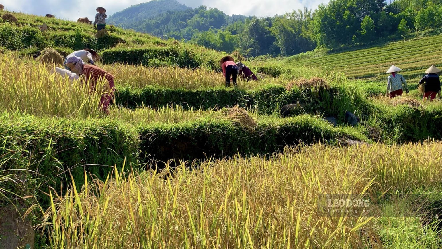 Bà con ở đây vẫn dùng phương pháp gặt lúa bằng tay chứ không dùng máy như nhiều địa phương khác. Để đẩy nhanh tiến độ, bà con đổi công cho nhau, tập trung lại 1 ruộng rồi thu hoạch, xong ruộng nhà này sẽ sang ruộng của nhà khác.