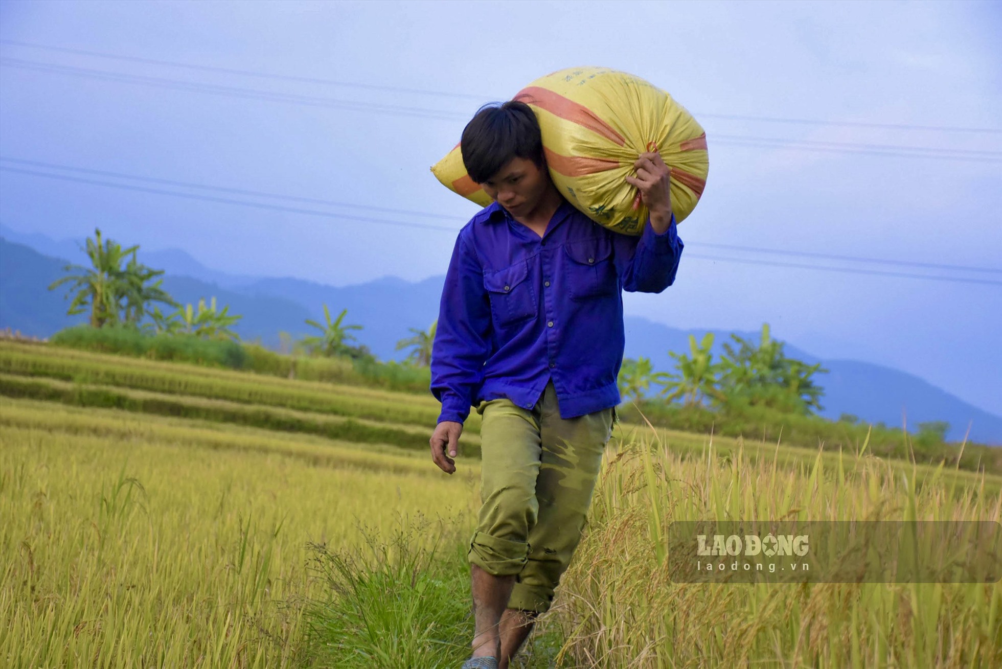 Không phải mất quá nhiều thời gian, người dân chỉ việc đóng bao, vận chuyển về nhà. Ảnh: TH.