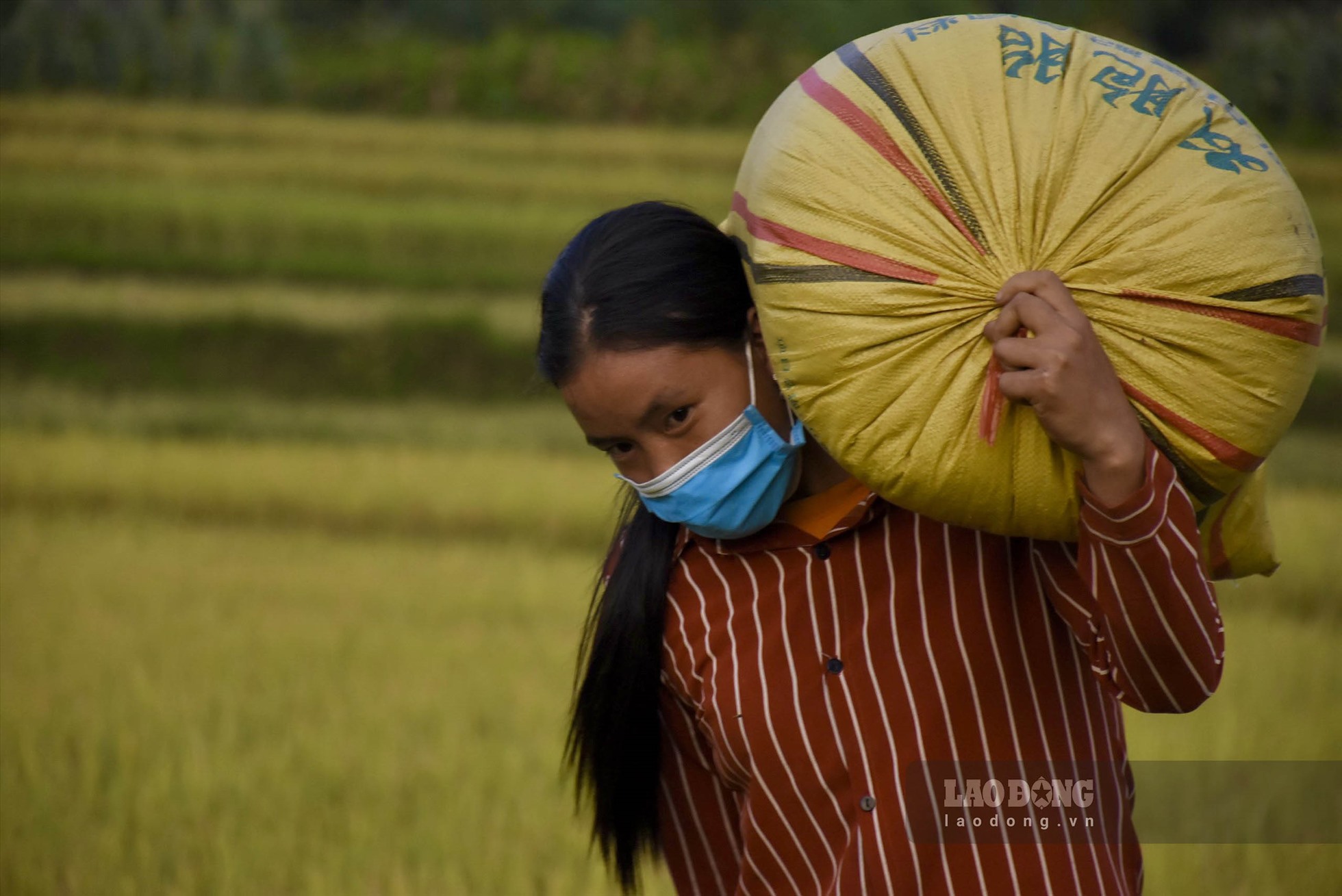 Không phải mất quá nhiều thời gian, người dân chỉ việc đóng bao, vận chuyển về nhà. Ảnh: TH.