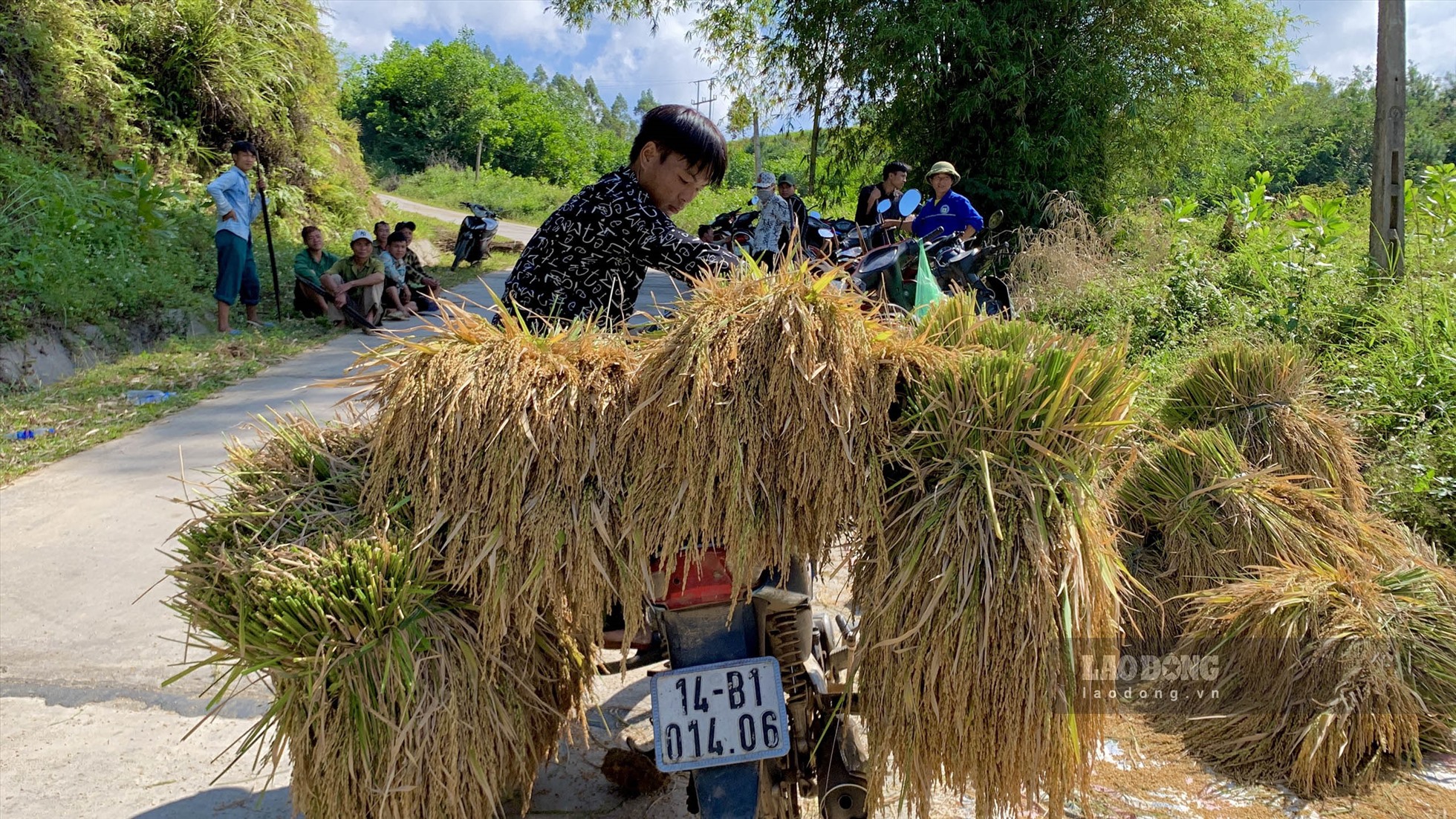 Trên cánh đồng, phụ nữ dẻo tay thì cầm liềm gặt, đàn ông sức vóc thì gánh gồng bó lúa. Bài hát bằng tiếng của đồng bào dân tộc thiểu số Sán Chỉ vang vọng cả một khu.