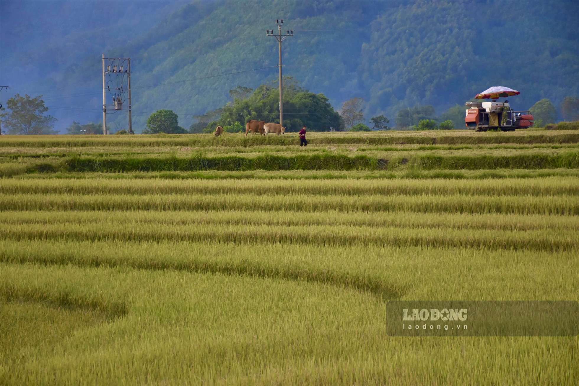 Ruộng bậc thang trùng trùng điệp điệp bao phủ khắp khung cảnh kéo dài từ sườn núi này qua sườn núi khác tạo nên một khung cảnh hùng vỹ, tuyệt đẹp. Ảnh: TH.