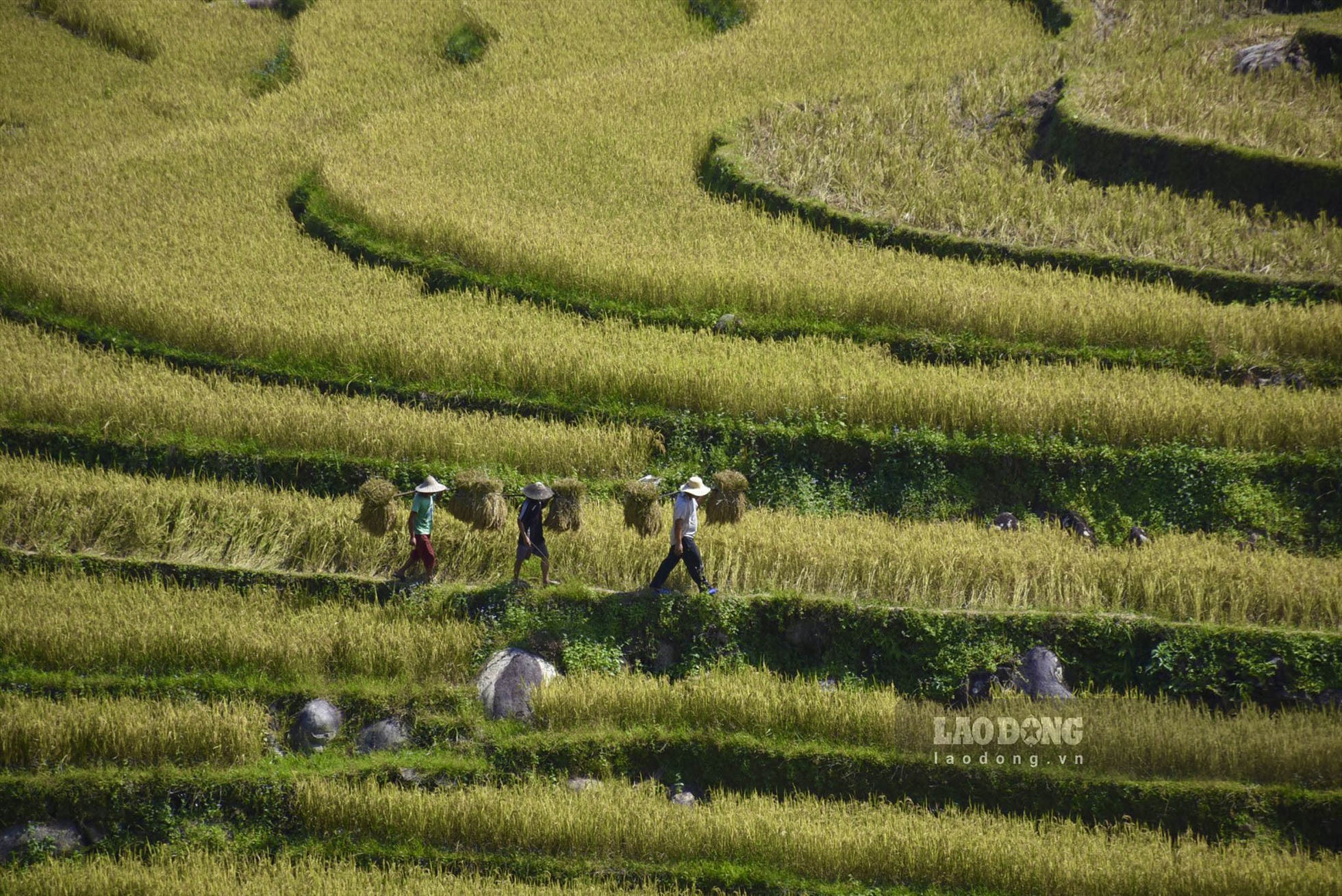 Ruộng bậc thang trùng trùng điệp điệp bao phủ khắp khung cảnh kéo dài từ sườn núi này qua sườn núi khác tạo nên một khung cảnh hùng vỹ, tuyệt đẹp. Ảnh: TH.