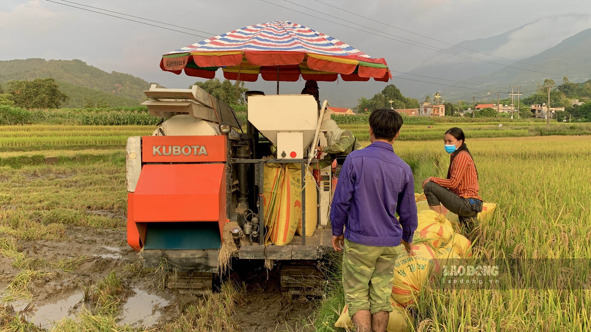 Nhiều khu vực ruộng to, rộng hơn và đường di chuyển dễ dàng, người dân sử máy gặt để đỡ được phần nào nỗi vất vả. Ảnh: TH.