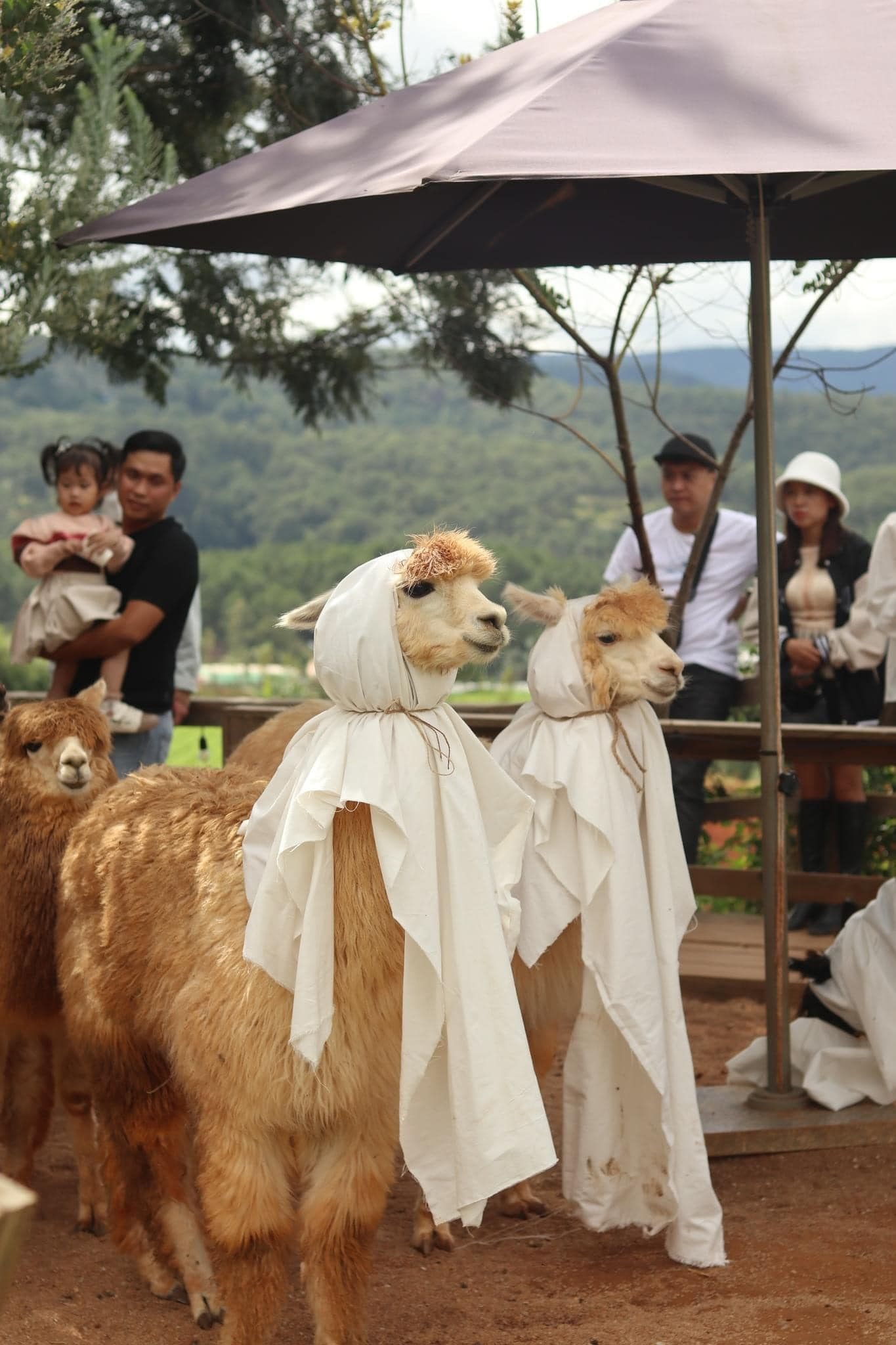 Đàn lạc đà Alpaca hóa trang Halloween. Ảnh: Nhi Nhi