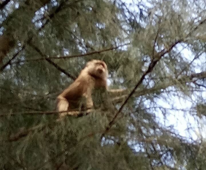 Con khỉ to quậy phá ở đảo Phú Quý. Ảnh: NDCC