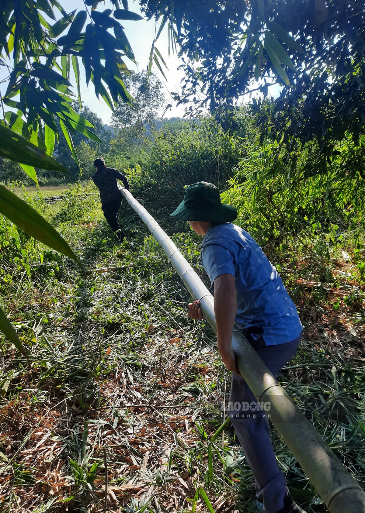 Cũng trong ngày 29.10, hàng chục nhân lực đã giúp đỡ gia đình ông Lò Văn Phó chặt hàng trăm cây tre