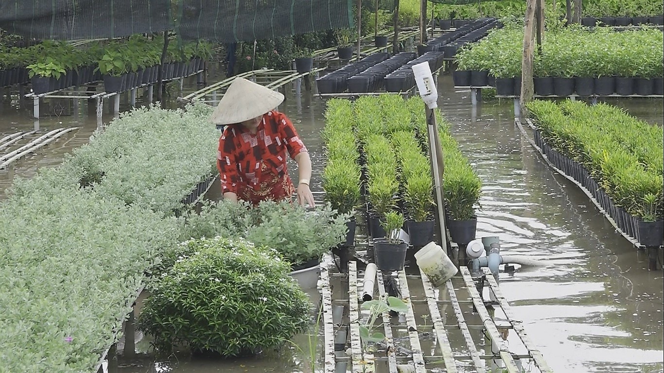 Di dời hoa kiểng lên giàn cao để tránh triều cường. Ảnh: Thanh Thanh