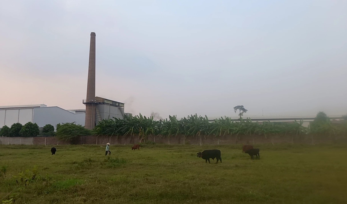 Nhiều khu vực trong Cụm công nghiệp Nguyên Khê trở thành nơi chăn bò.