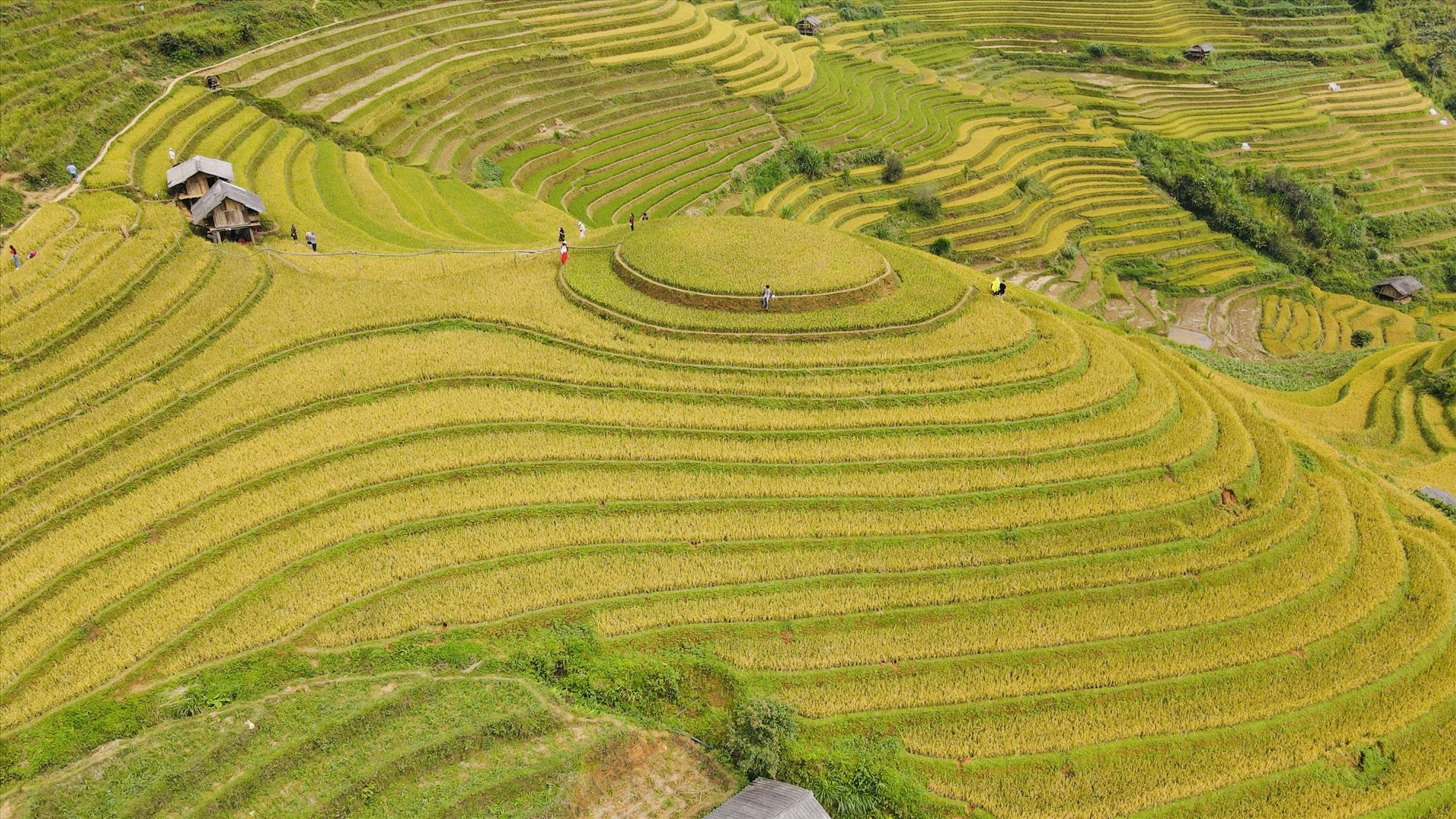 Chỉ còn ít ngày nữa, mùa vàng tại Mù Cang Chải, Yên Bái sẽ kết thúc. Những ruộng bậc thang lúa đã chín vàng, ở nhiều nơi trong huyện, người dân đã bắt đầu thu hoạch lúa chín.