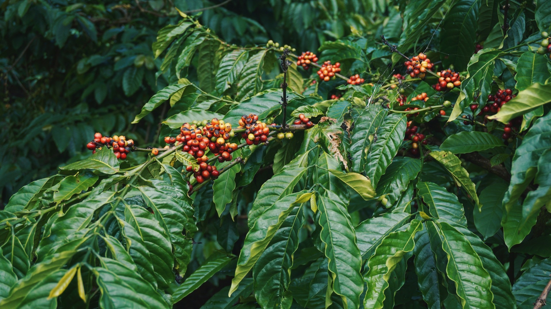 Địa hình đất đỏ bazan màu mỡ đã ban cho Buôn Ma Thuột nhiều điều kiện lý tưởng để trồng lên những hạt cà phê thơm ngon nhất. Ảnh: Dang Cong/Unsplash