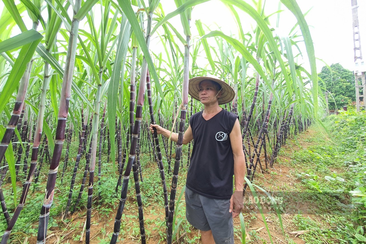 Ông Bùi Văn Khiên phấn khởi vì năm nay có thu nhập cao từ cây mía tím.