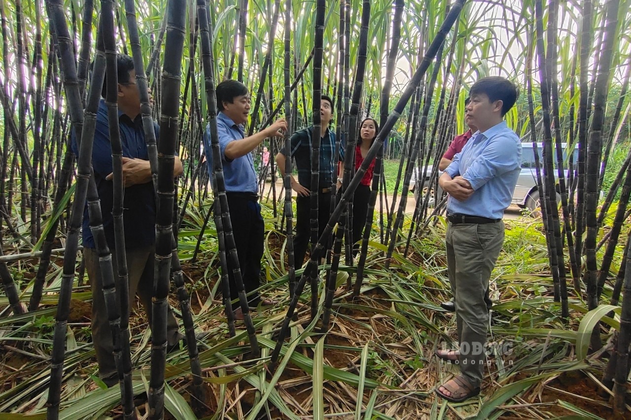 Người dân ở  huyện Tân Lạc đang chuyển hình thức canh tác sang trồng mía hữu cơ, hướng tới xuất khẩu.