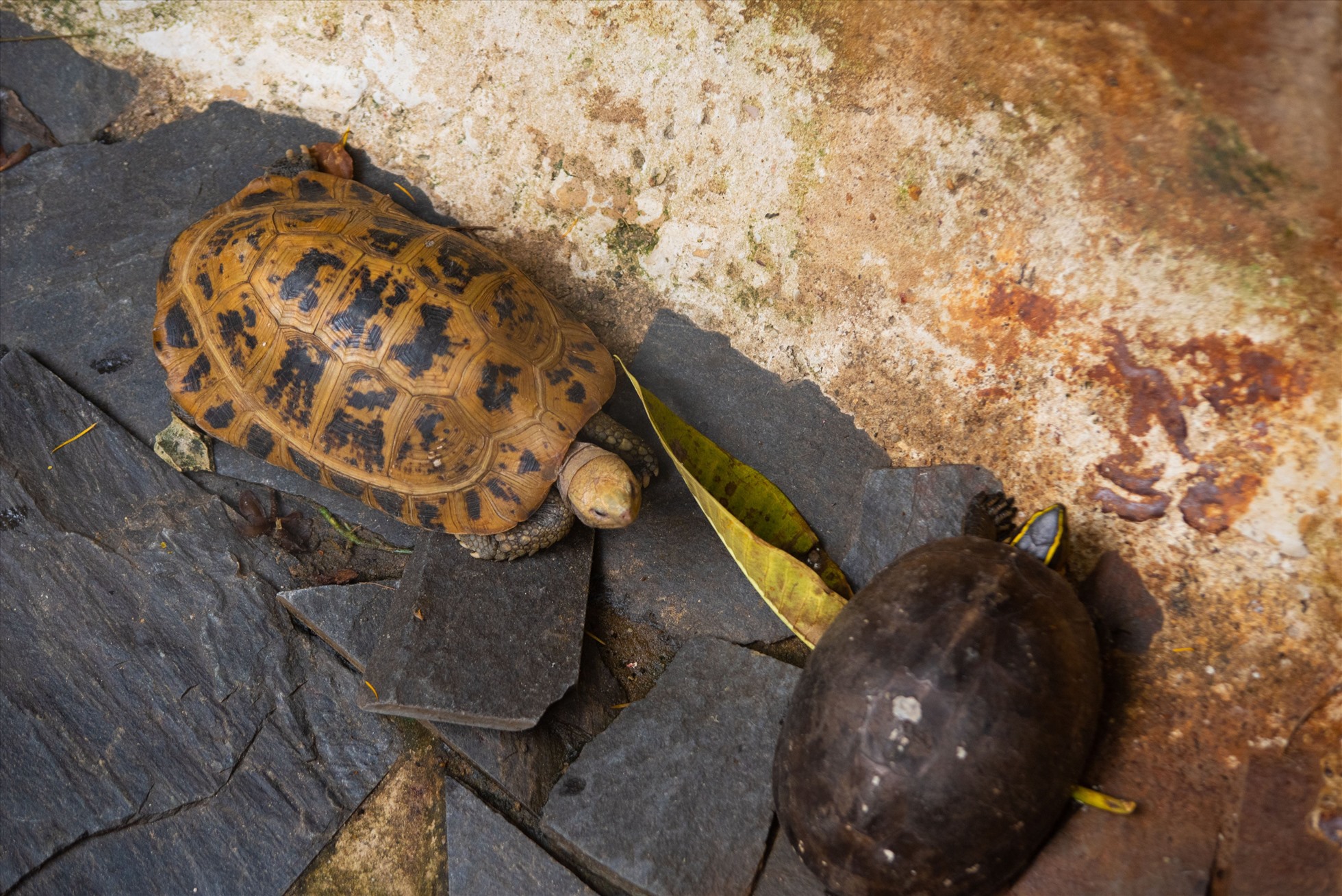 Theo lực lượng kiểm lâm, 62 con rùa gồm 8 loài: hộp lưng đen, đất sê pôn, ba gờ, rùa đất lớn đều thuộc danh mục quý, hiếm. Trong đó, có 11 con rùa núi vàng là loài cực kỳ nguy cấp.