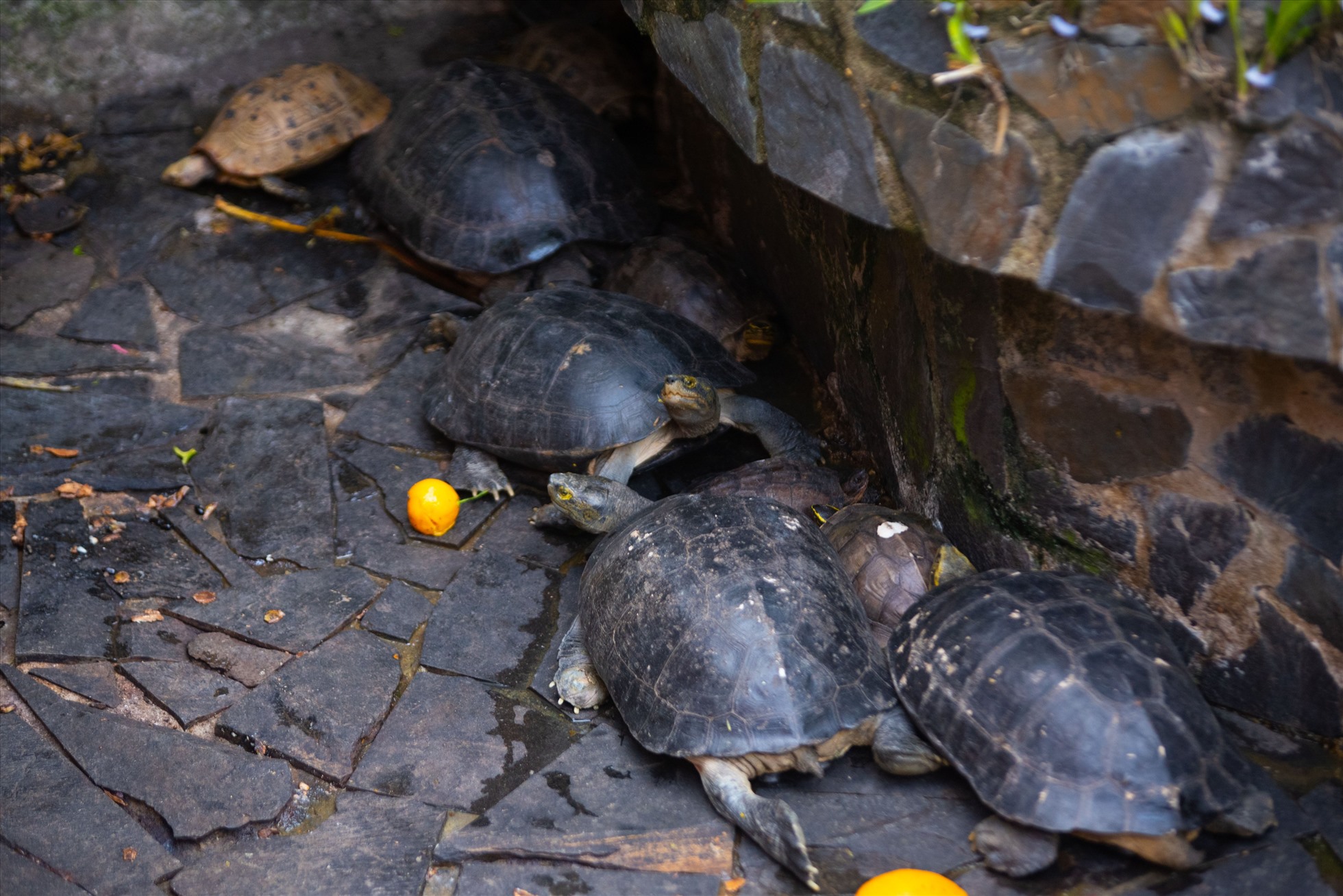 Theo lực lượng kiểm lâm, 62 con rùa gồm 8 loài: hộp lưng đen, đất sê pôn, ba gờ, rùa đất lớn đều thuộc danh mục quý, hiếm. Trong đó, có 11 con rùa núi vàng là loài cực kỳ nguy cấp.