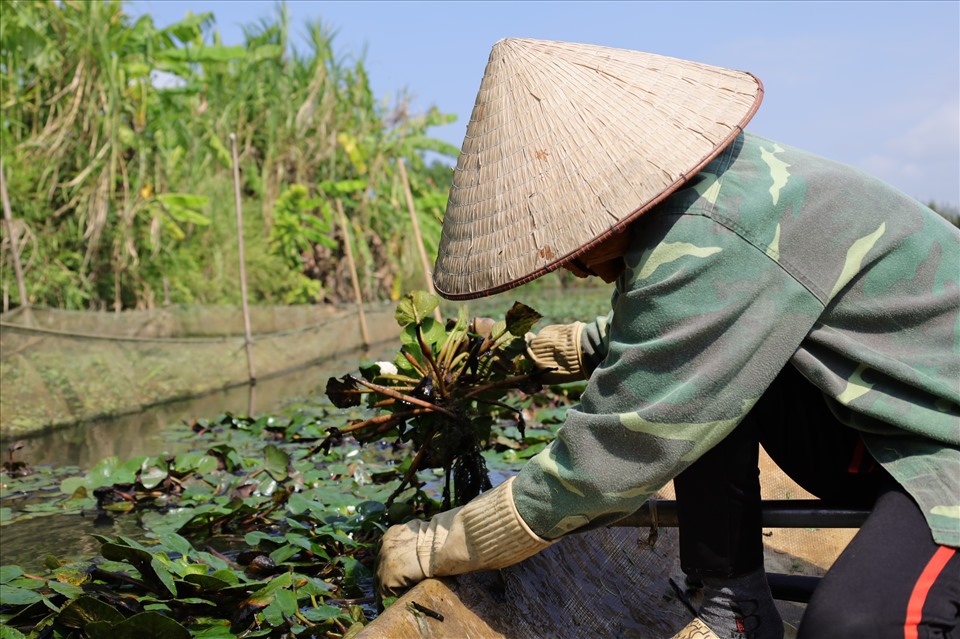 Khi thu hoạch ấu, bàn tay người nông dân thường xuyên ngâm dưới nước bùn.  Củ ấu sắc nhọn còn có thể khiến họ đứt tay.