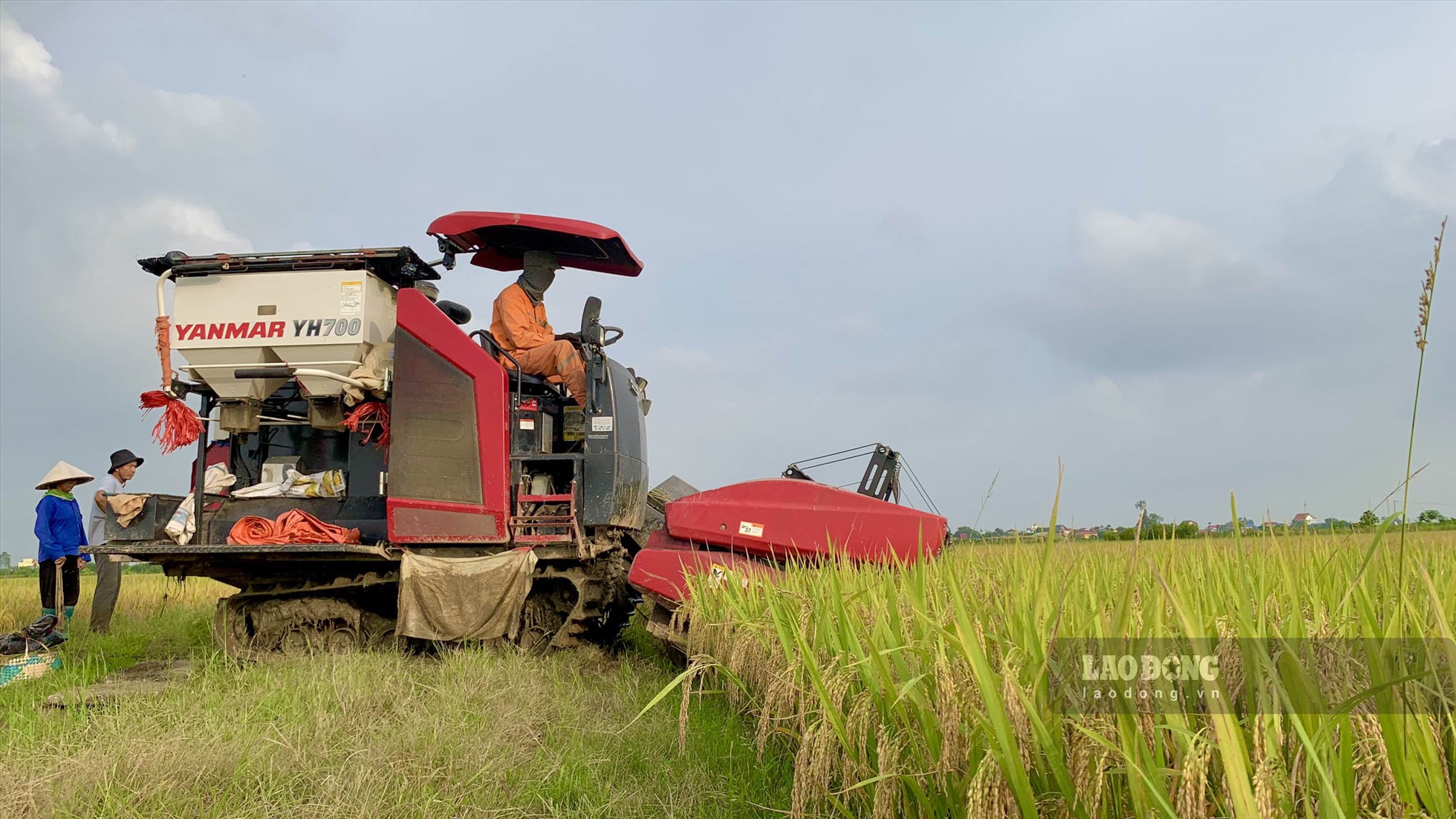 Thay vì phải gặt tay như ngày trước, những cánh đồng này được thu hoạch bằng máy, tiện lợi hơn rất nhiều, bà con nông dân cũng đỡ vất vả hơn. Tại xã Hồng Việt, huyện Đông Hưng, tỉnh Thái Bình giá gặt bằng máy sẽ dao động từ 120 - 150 nghìn đồng/sào, anh Lương Quốc Tuấn - một hộ dân có máy gặt thuê trên địa bàn cho biết. Ảnh: Thiên Hà.