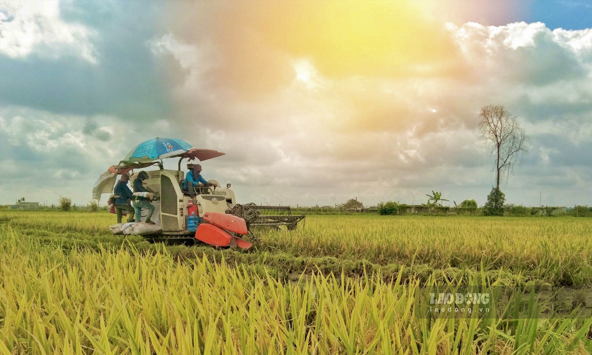 Những làng quê tỉnh Long An đẹp lạ thường khi anh chàng Sài Gòn đạp xe đi  lang thang